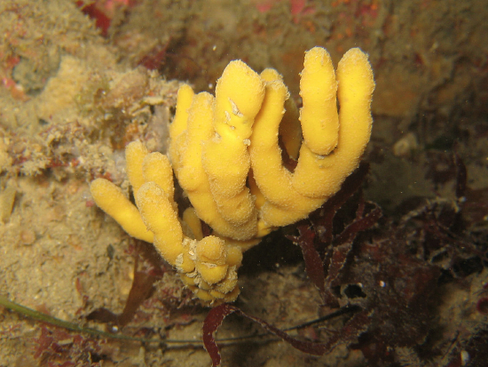  Axinella verrucosa (Finger Sponge)
